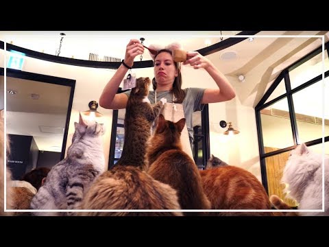 東京で日本の猫カフェを訪ねる！「日本の猫カフェ」とは？ (Visiting a Japanese Cat Cafe in Tokyo, Japan! )