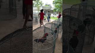 Download lagu Sango Farm mp3