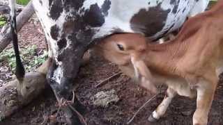 preview picture of video 'Calf headbutts mother as he's feeding, ouch'