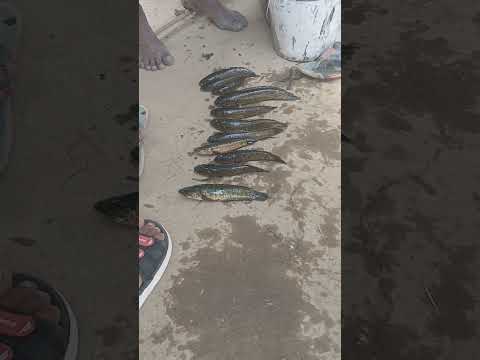 Part 1 #music #slowedandreverb #beats #remix #food