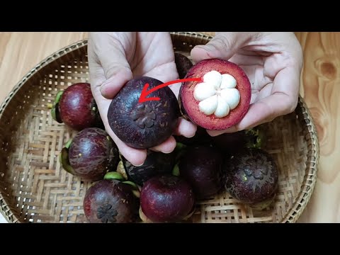 The Ultimate Guide to Choosing and Savoring Perfect Mangosteens: Insider Secrets Unveiled