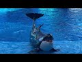 SeaWorld Orlando Orca Encounter Show 4K 12 9 21