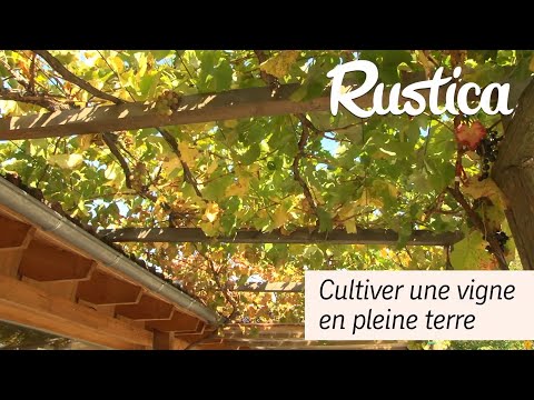 , title : 'Les principes de culture du raisin'