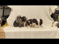 Cocker Spaniel dogs for sale: Buster - Video 1