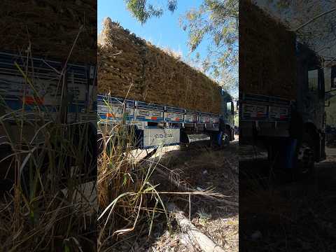 Colheita do abacaxi pérola em São Francisco de Itabapoana RJ