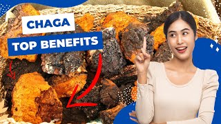 chaga mushroom benefits - a story