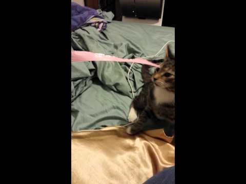 The plastic thing must die!