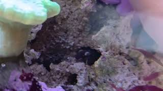 mantis shrimp hitchhiker