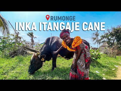 🐄 Inka ifise ubwenge / Iriragira yonyene / Iritwara ibirometero n’ibindi ikongera ikitahana