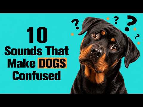 10 Sounds That Make Dogs Confused 🐶 Play for Your Dog!