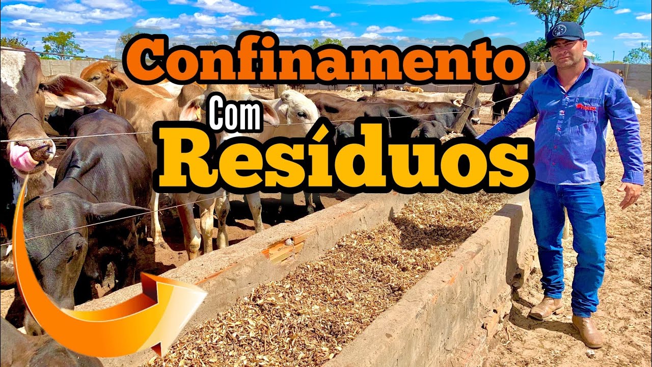 1,5 kg DE GANHO DE PESO POR DIA USANDO RESÍDUOS NO LUGAR DA SILAGEM | RESÍDUO DE SOJA E ALGODÃO