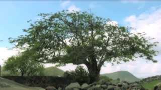 Windy Hill - Annaberg Ruins, St. John U.S.V.I.