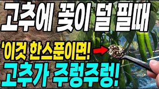 고추에 꽃이 덜 필때 이것 한스푼이면 고추가 주렁주렁! 빠르게 다수확 대박!