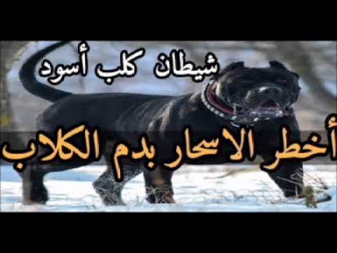 سحر بذم الكلاب للتفريق بين الأزواج