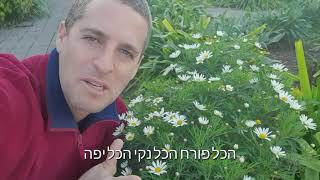 חרציות הפרח הכי יפה בגינה לאביב