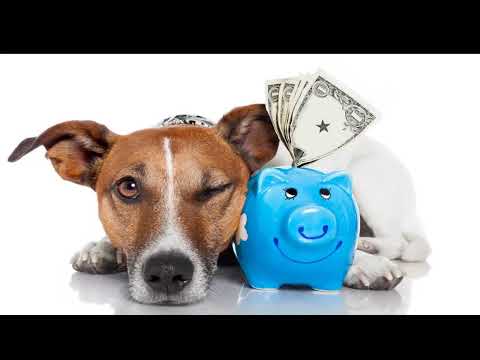 Pet Tax Deductions: Can you deduct pet expenses on taxes?