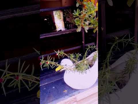 April 23, 2025#flowers #varelshorts #public #highlight #love #viral song