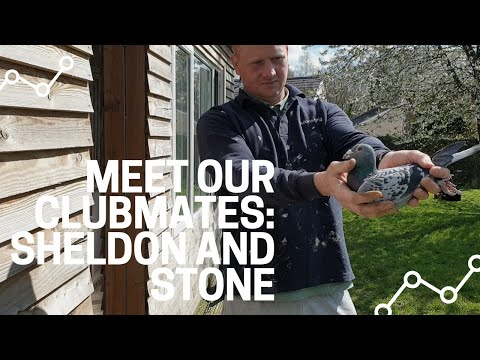 C. B. and C. Harris Pigeons - meet our clubmates: Sheldon and Stone