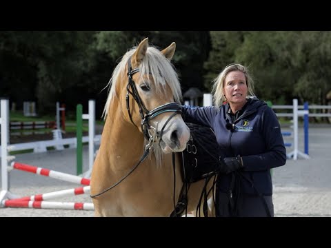 Haflinger überzeugen ist nicht so einfach - So lernt der hübsche Blonde