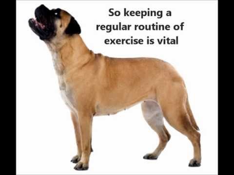 Bullmastiff