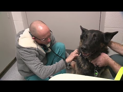 Pet insurance can help cover costly vet bills, but owners urged ...