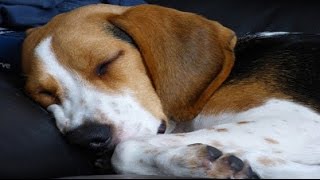 Very Soothing And Relaxing Music For Pets ♫ Sleep Music To Calm Nervous & Anxious Animals ♫ 2 Hours