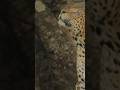 You Can T Believe The Leopard Can Be Tired While Hunting