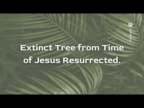 Extinct Tree from Time of Jesus Resurrected