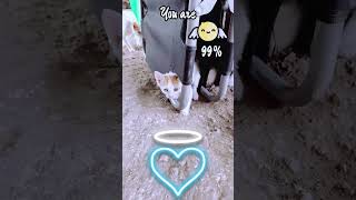 #dj #newmusic #cat #remix #beats #duet #asthetic #trend #short #memes #usa #voz