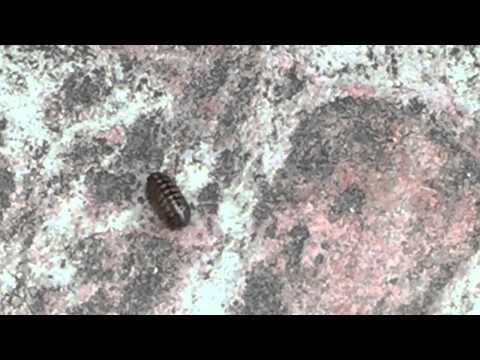 Lexicon - Phenomenology