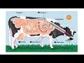 CLASS VII Ll CH 1 Ll Nutrition In Animals Digestion In Ruminants