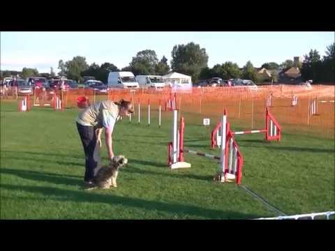 Happy Dog's Agility UK Final  2015  part2