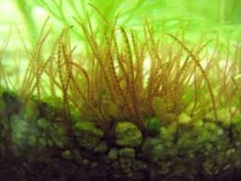 Blackworm Culturing 101 2-24-18