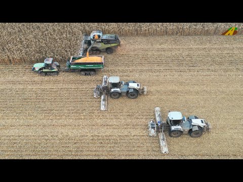 Körnermais dreschen  Ernte 2021 Großeinsatz Landwirtschaft Lexion, Challenger Raupe & Xerion Mulchen