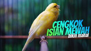 Download lagu MATERI CENGKOK MEWAH BIKIN MAHAL! Masteran Kenari Isian Blackthroat GACOR SUARA JERNIH MUDAH DITIRU mp3 Download lagu MATERI CENGKOK MEWAH BIKIN MAHAL! Masteran Kenari Isian Blackthroat GACOR SUARA JERNIH MUDAH DITIRU mp3
