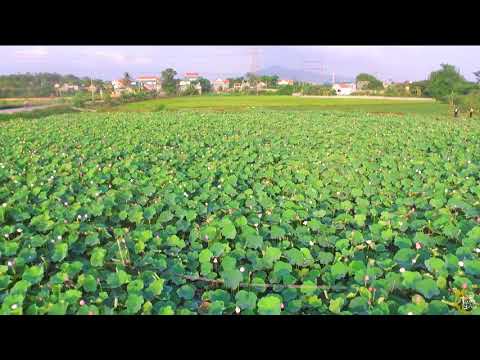 Cánh Đồng Sen Quê Hương Đông Triều 2020