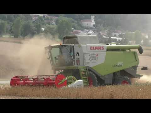 Das Gleiche noch mall Soja Bonnen dreschen Claas Lexion 620 im September 2020 in Grenzgebiet Steierm