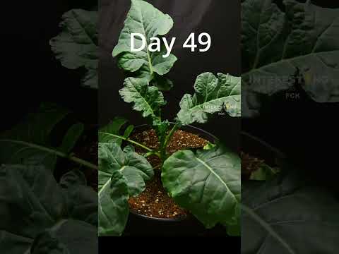 Growing broccoli from seed to harvest in 30s! 🥦 #shorts #timelapse #broccoli