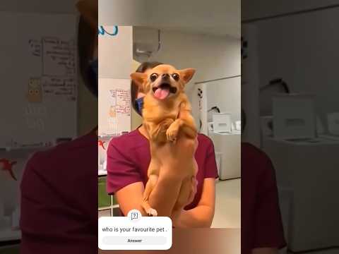 #viral#shorts#funny#pet#shortvideos#Dog#viralvideos#🐶🐱