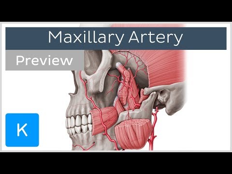 Maxillary Artery Anatomy Overview (preview) - Human Anatomy | Kenhub