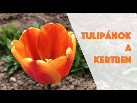 Ep. 36.: Tulipánok a kertben