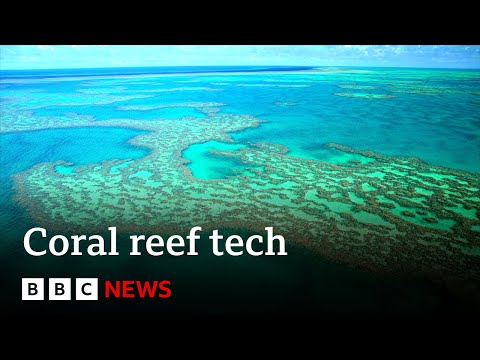 Video | Could tech protect our coral reefs? | BBC News