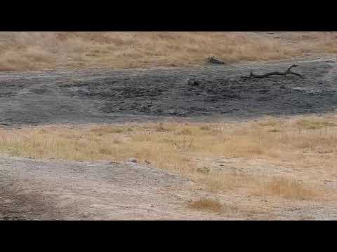Djuma Private Game Reserve Live Stream