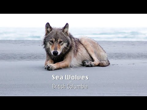 Sea Wolves of British Columbia | Coastal Wolves