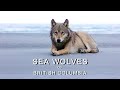 Sea Wolves Of British Columbia