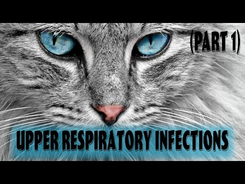 Part 1: Feline Upper Respiratory Infection | Feline Viral Rhinotracheitis