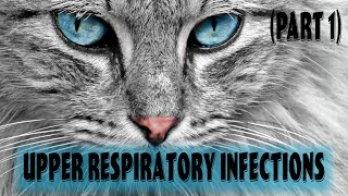 Part 1: Feline Upper Respiratory Infection | Feline Viral Rhinotracheitis