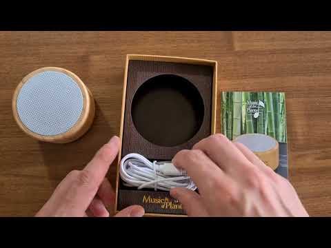 Ginkgo: how it works and plays