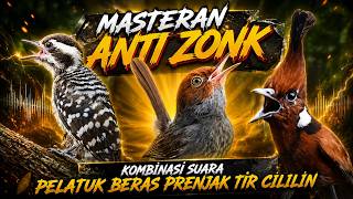 Download lagu MASTERAN ANTI ZONK KOMBINASI CILILIN PRENJAK TIR PELATUK BERAS mp3