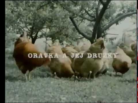 Oravka chov radenie